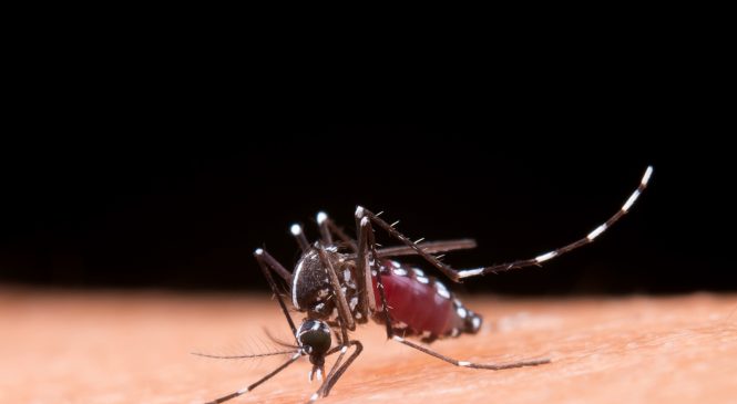 Mobilização nacional de combate à dengue acontece neste sábado (14)